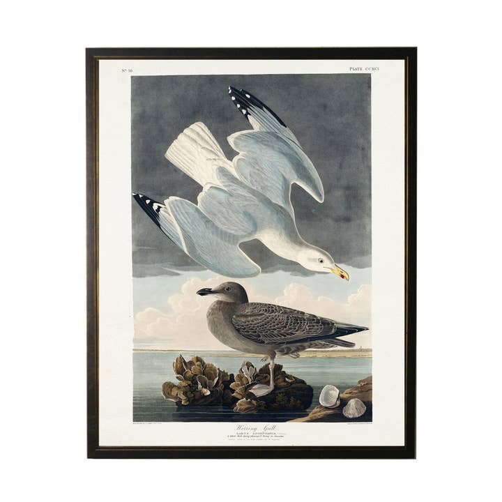 Herring Gull Bookplate for wholesale by Antique Curiosities Inc