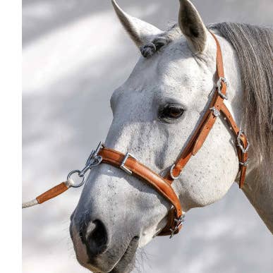 Serrilhão Läder Tre Ringar Apez för wholesale av VMCS Selaria Europe