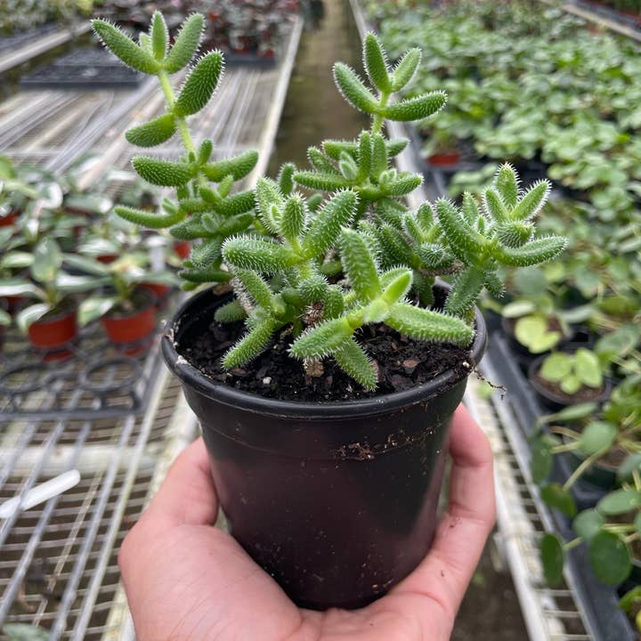 Delosperma echinatum 'Pickle Plant' - 4" Pot for wholesale by House Plant Wholesale