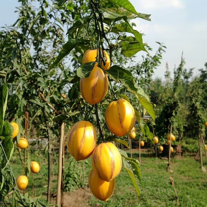 Oasis of Life - Wholesale Live Plant - Pepino Melon – 3 Plants – Solanum Muricatum 'Pepino Gold' – Height 25-40cm – ⌀9cm – Exotic fruit plant with sweet, edible fruits – Vitamin-rich fruit plant for garden, balcony & greenhouse1