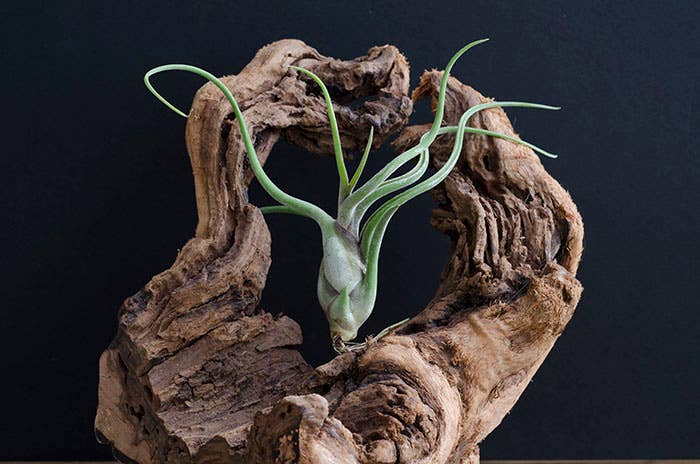 The Artizan Way - Vente Plante - Tillandsia Caput Medusae | Usine Air Vivante3