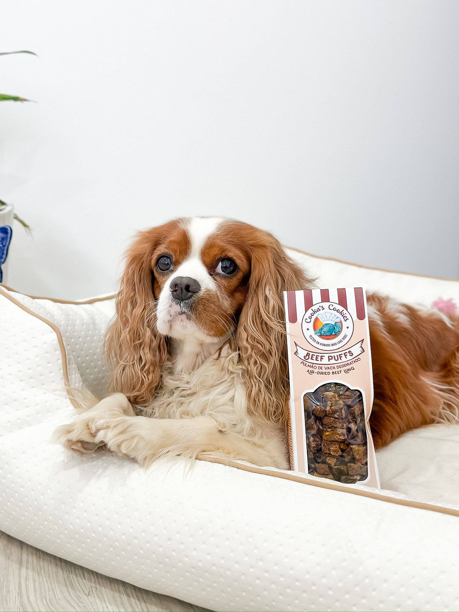 Cooka's Cookies - Wholesale Pet Food - Dog - Beef Puffs - Air-dried lung bites3