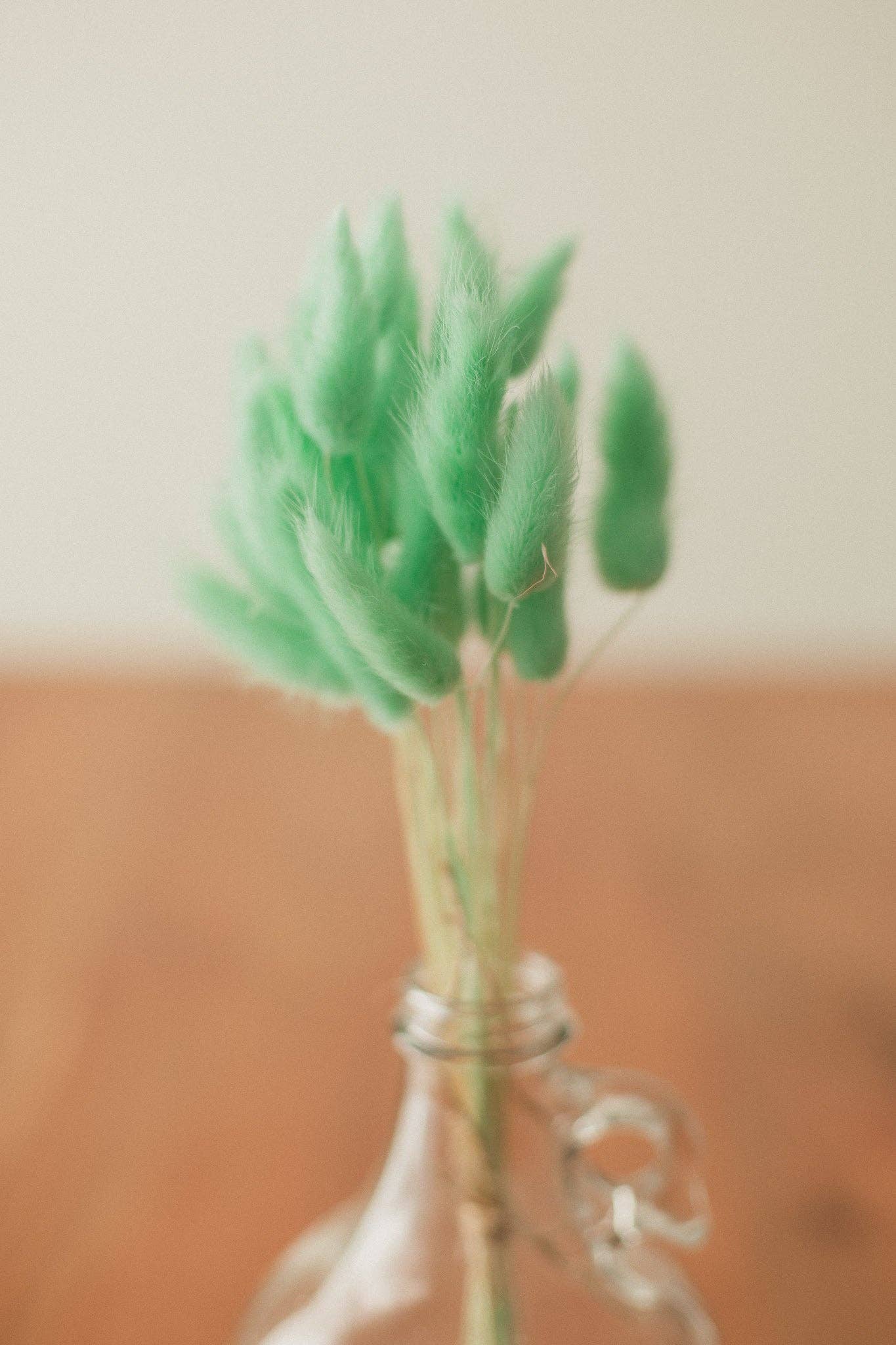 Eucalypt Co. - Venta al por mayor Flores secas/prensadas - Colas de conejo preservadas7