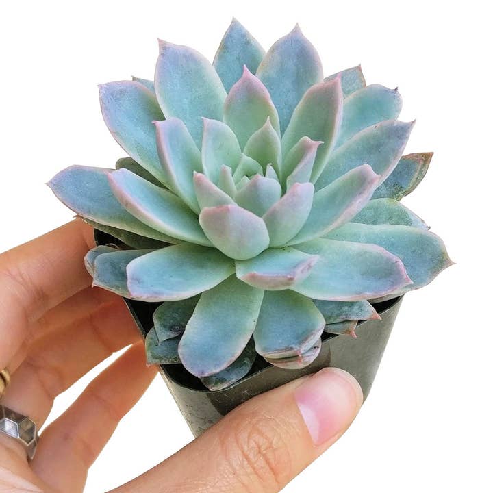 Best Plant Friend - Vente Succulentes - Echeveria Violet Queen - Succulentes Rosette Bleue 2/4 pouces
