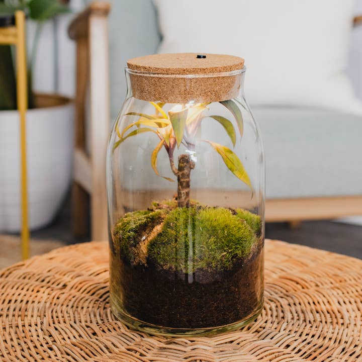 Skov - Terrarium med led - 30cm for engroshandel hos Growing Concepts