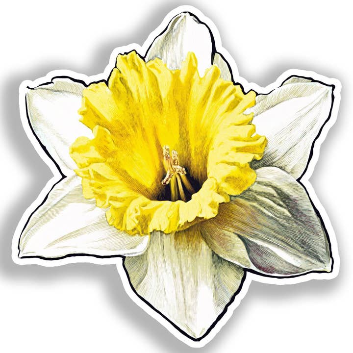 Yoonek Graphics - Wholesale Sticker - Daffodil Flower Decal Sticker # A019735