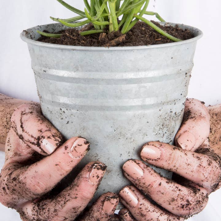 OZ51 - Old Zinc Flower Pot (14cms) for wholesale by Fallen Fruits Ltd