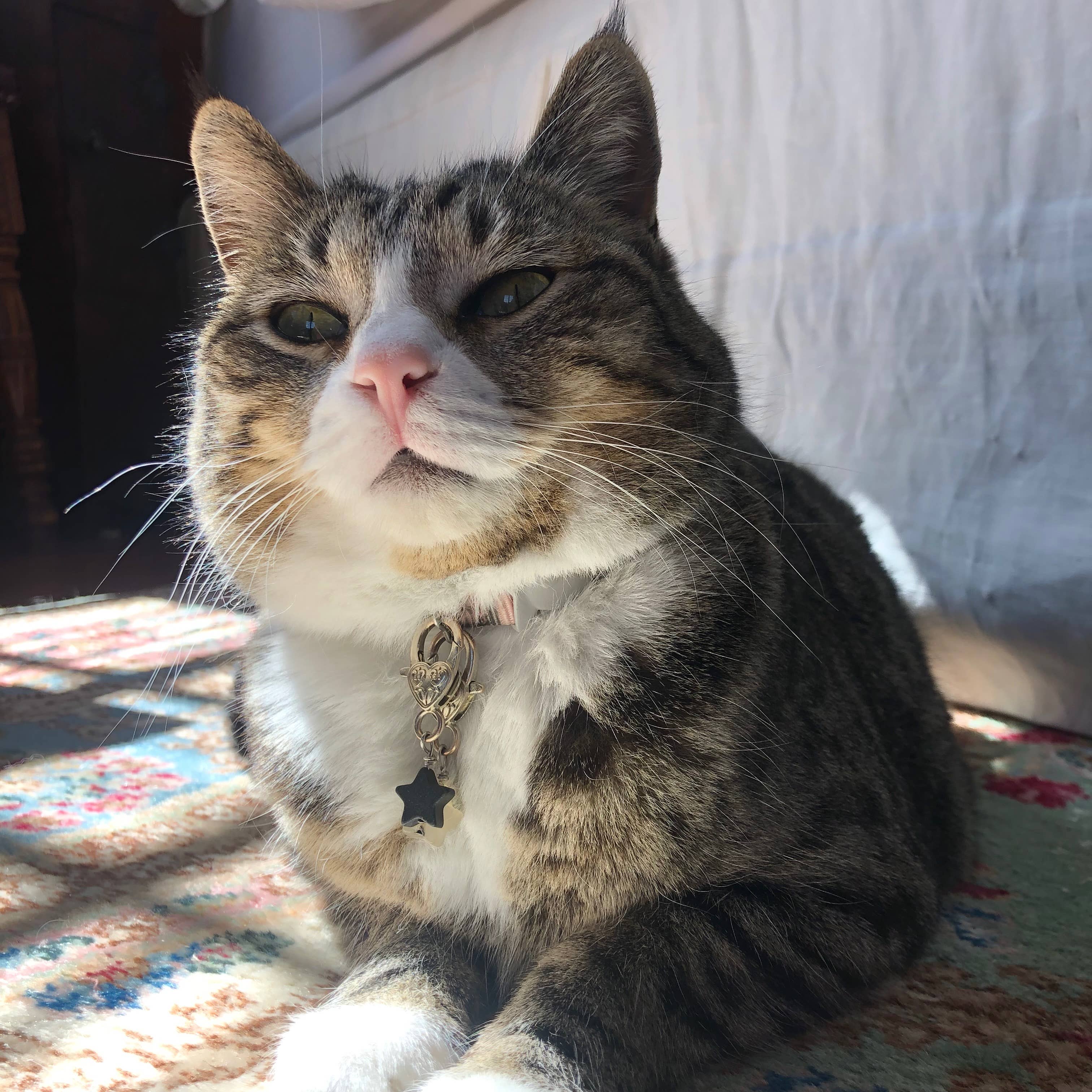 Crystal Pet Love - Wholesale Pet Collar Charm - Cat/Dog - Black Obsidian Star Crystal Pet Pendant Halloween Love