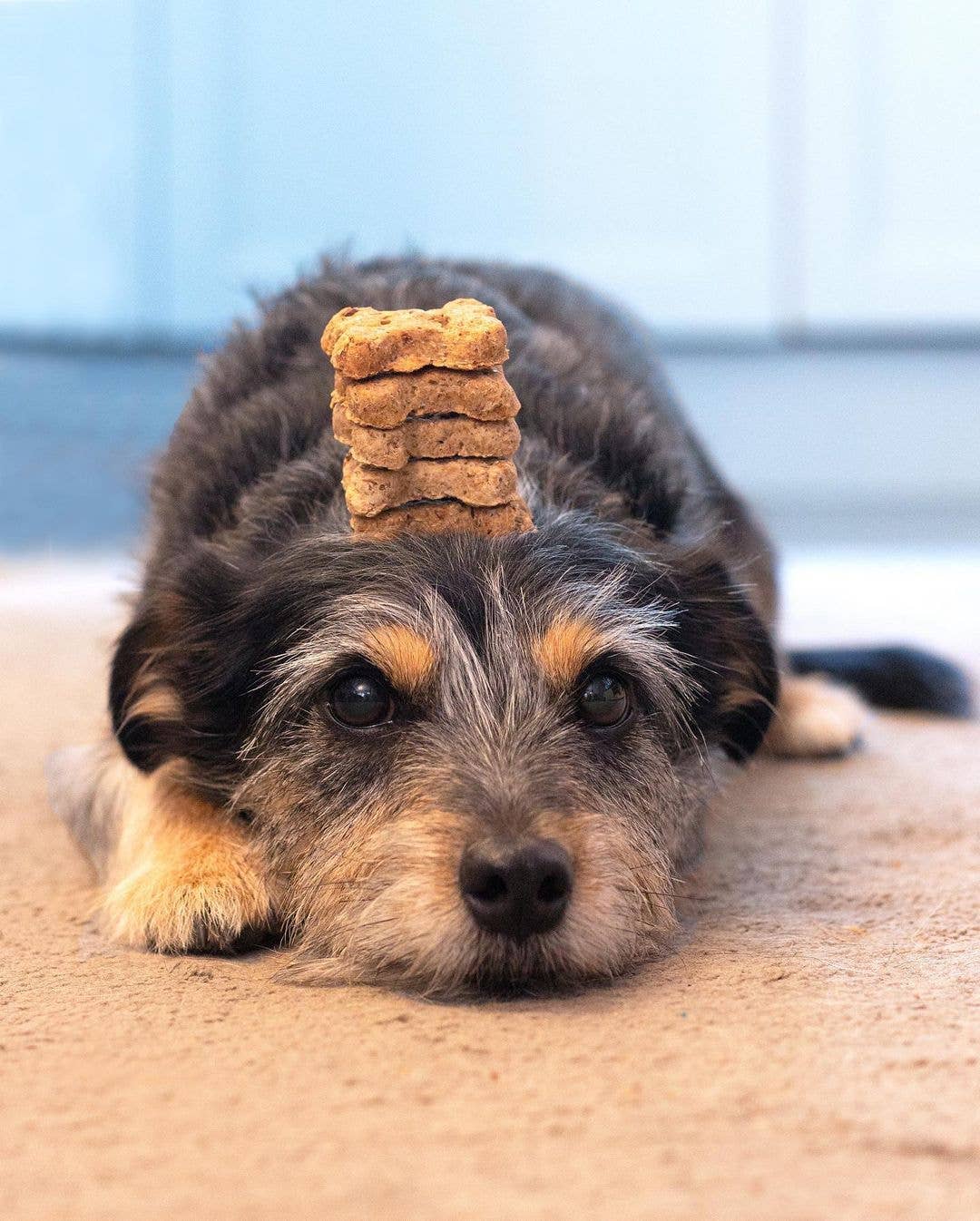 BrewBix - Wholesale Pet Treats - Dog - 12 x 100g BrewBix dog treats TRIAL Box incl samples+POS5