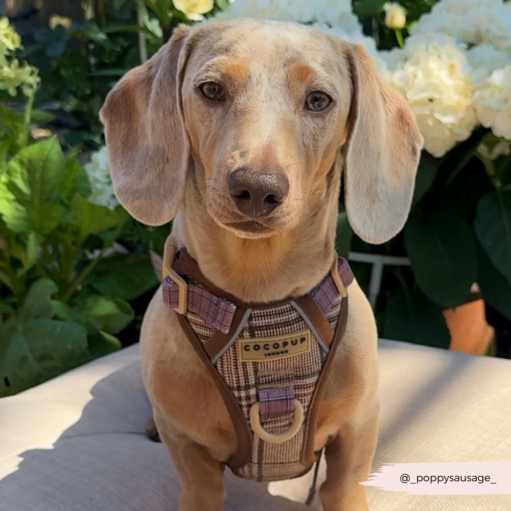 Cocopup London – wholesale Pet harness – Dog – Explore Harness - Pup Plaid9