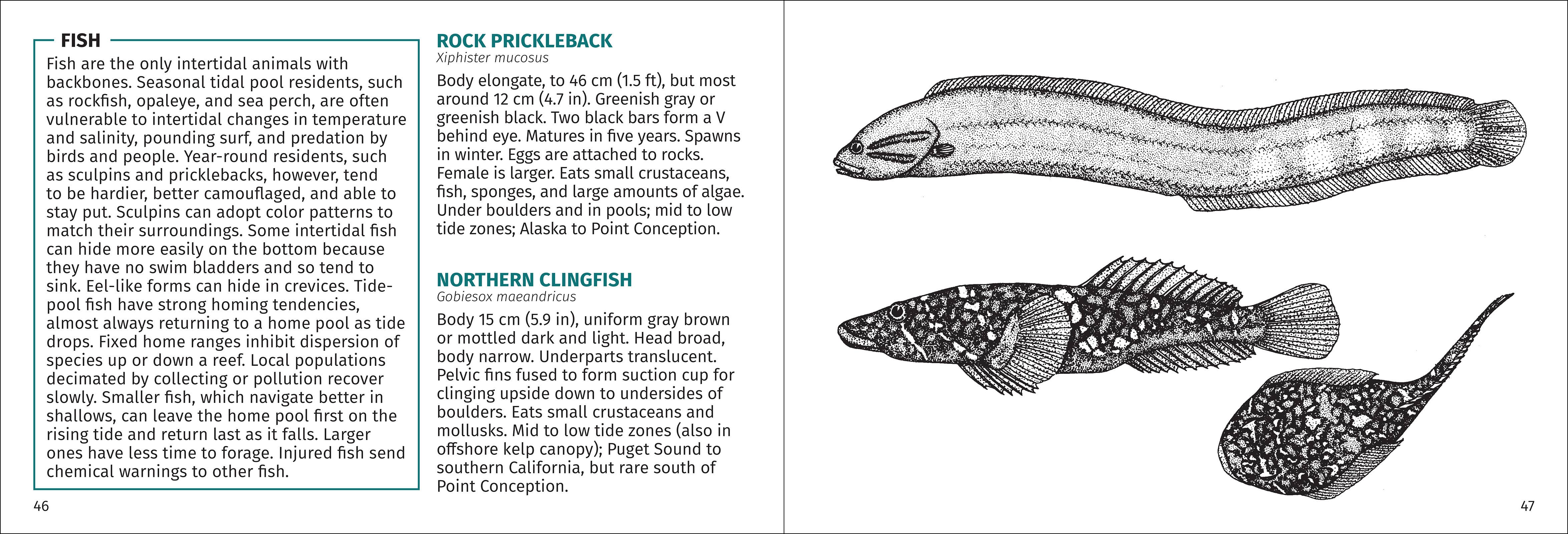 AdventureKEEN - Wholesale Nature & Outdoors Book - Pacific Intertidal Life 2nd Edition11