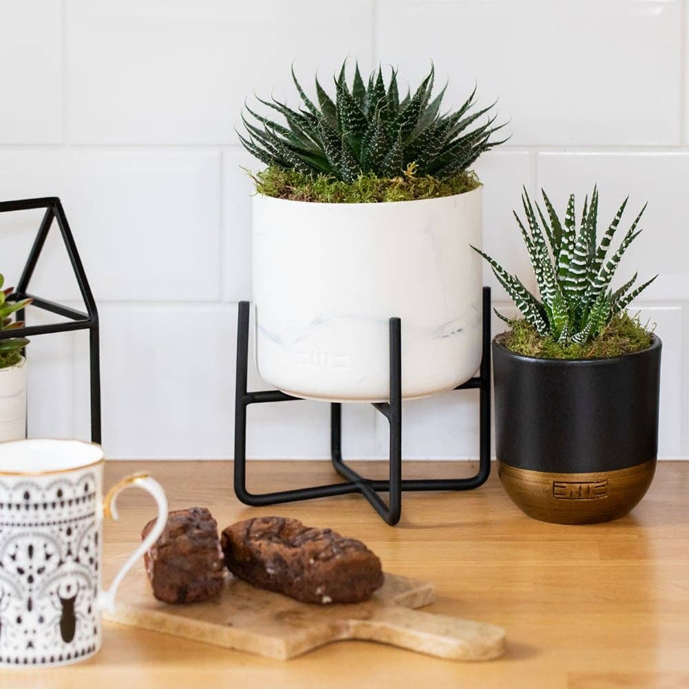 The Little Botanical - Wholesale Live Plant - Haworthia in Ceramic Pot for Indoor Décor28