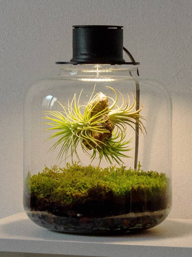Terrario con piante aeree | Lumi Eternal Garden per la vendita all'ingrosso da parte di BOREEN Shop