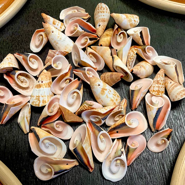 Conchiglie di Strombus tagliate - B11 per la vendita all'ingrosso da parte di Spice Islands Coastal