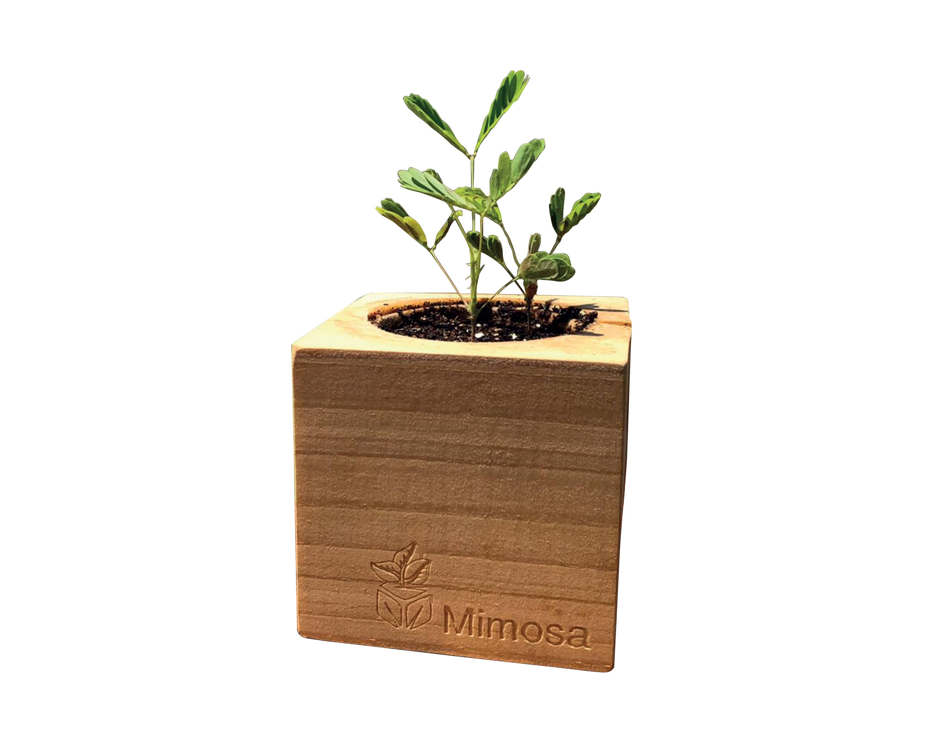Sprigbox - Wholesale Plant Seeds - Mimosa Grow Kit | Wooden Planter | Touch-Me-Not |Unique Gift3