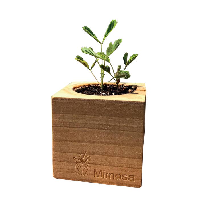 Sprigbox - Wholesale Plant Seeds - Mimosa Grow Kit | Wooden Planter | Touch-Me-Not |Unique Gift3