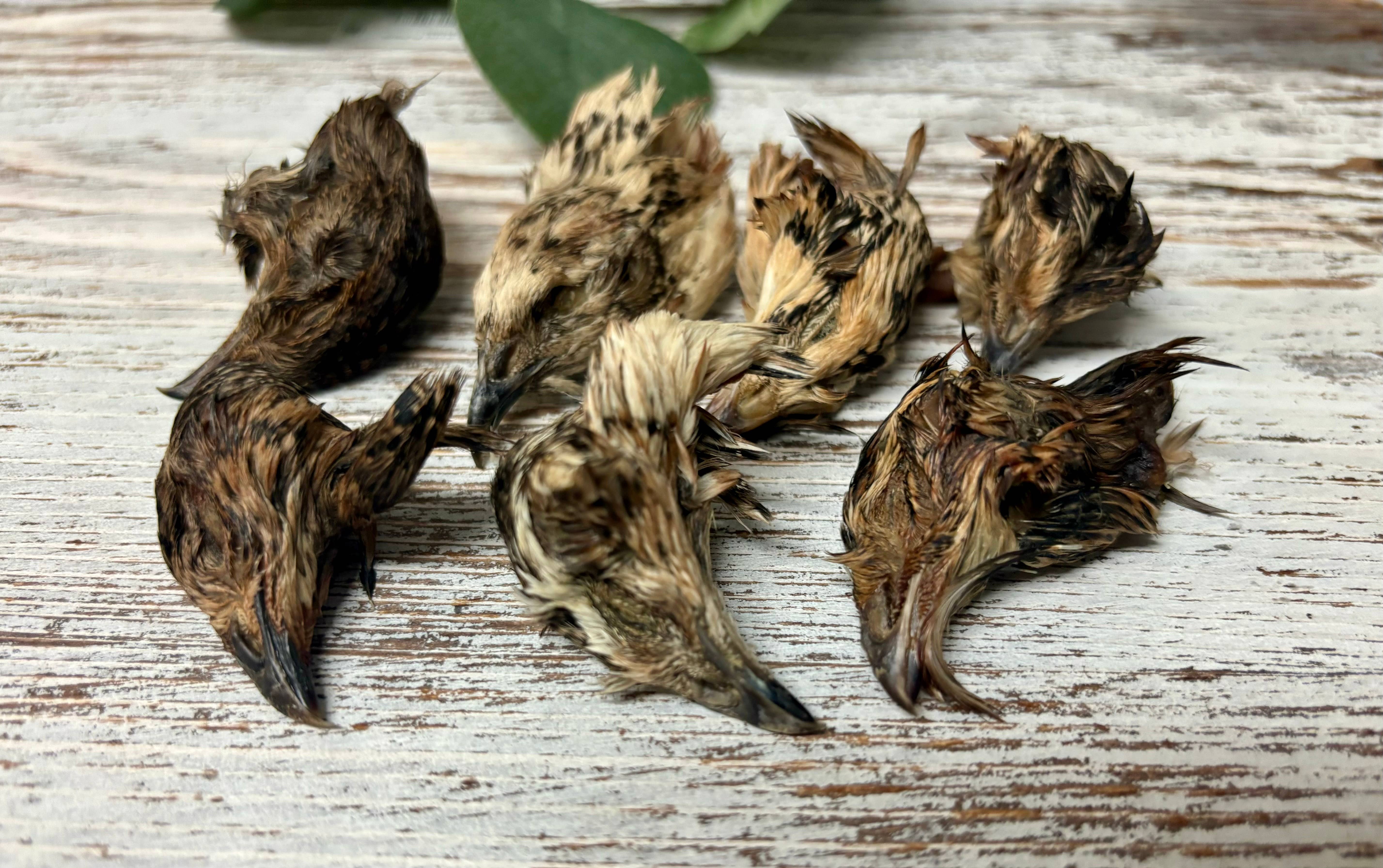 Rocky&Stella’s Treats - Wholesale Pet Treats - Dog - Bulk Dehydrated Quail Head2