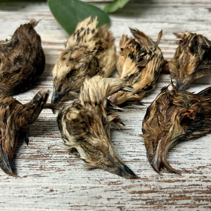 Rocky&Stella’s Treats - Wholesale Pet Treats - Dog - Bulk Dehydrated Quail Head2