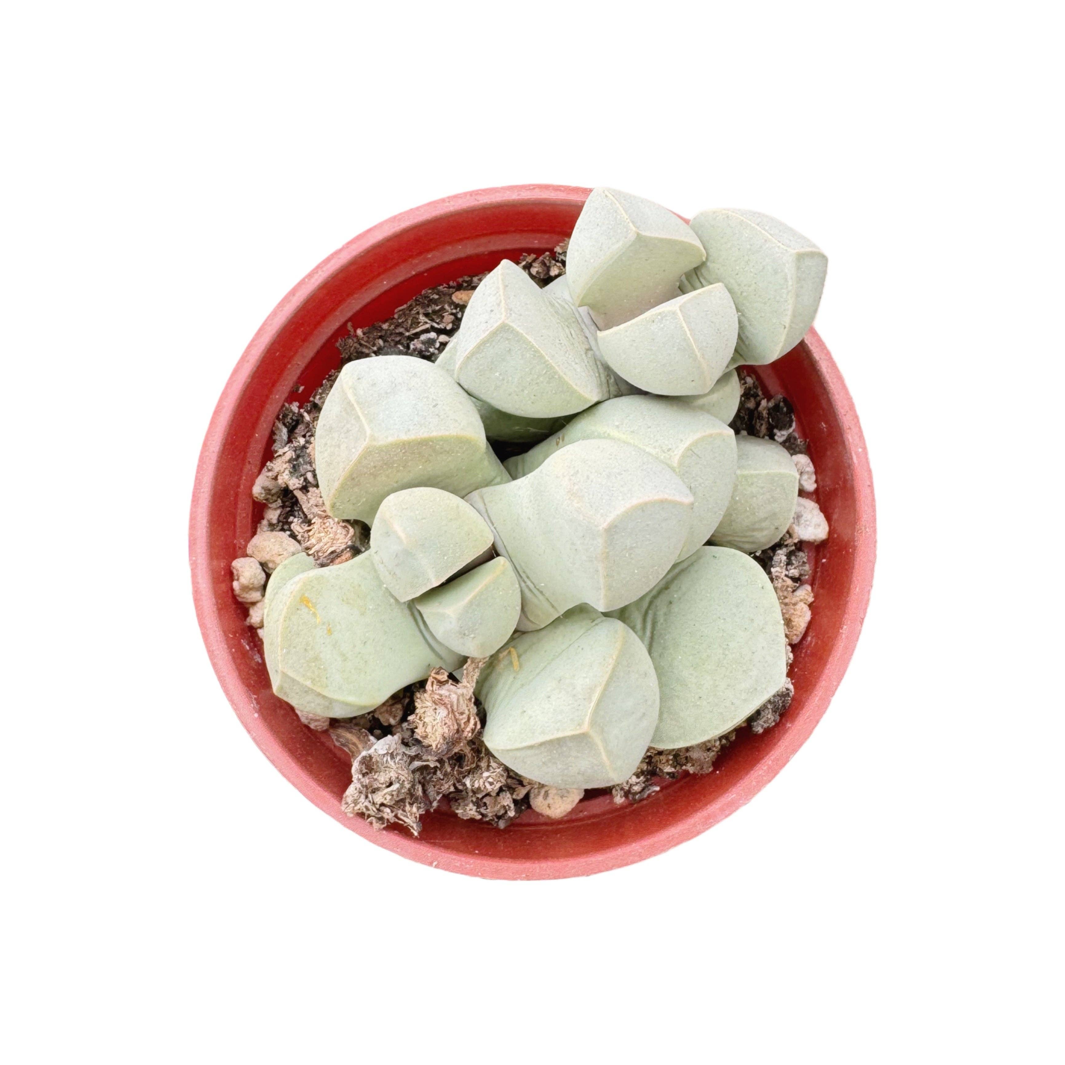 Succulent Wholesale - Wholesale Succulent - Karoo Rose | 2.5 inch | Lapidaria margaretae0