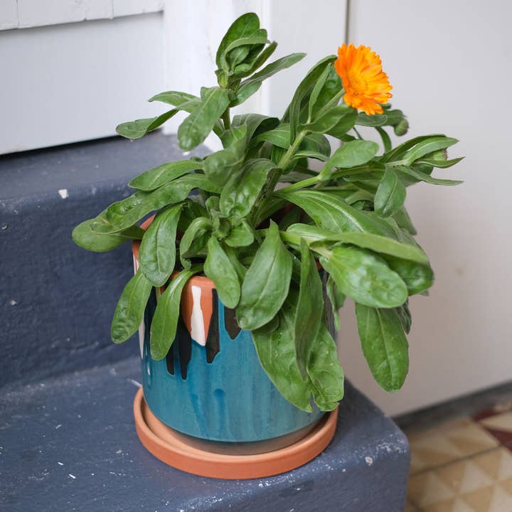 Casa Atlântica - Wholesale Plant Pot - Clay pot with white slip and blue glaze3