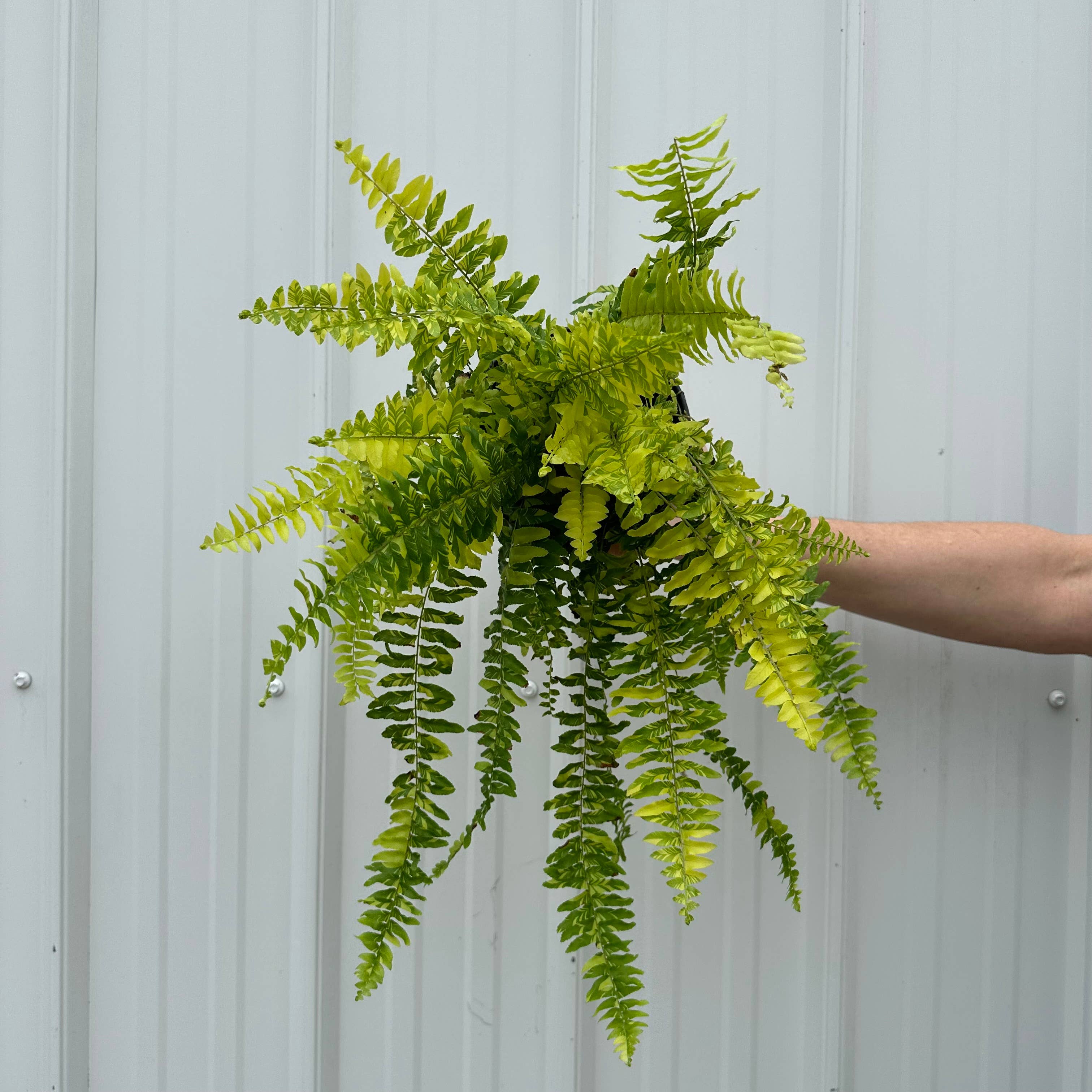 Central Florida Ferns & Foliage - Wholesale Live Plant - FERN Boston Tiger Stripe Live Plant 6in1