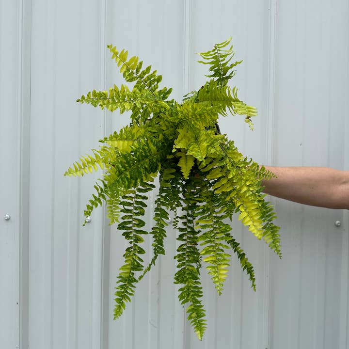 Central Florida Ferns & Foliage - Wholesale Live Plant - FERN Boston Tiger Stripe Live Plant 6in1