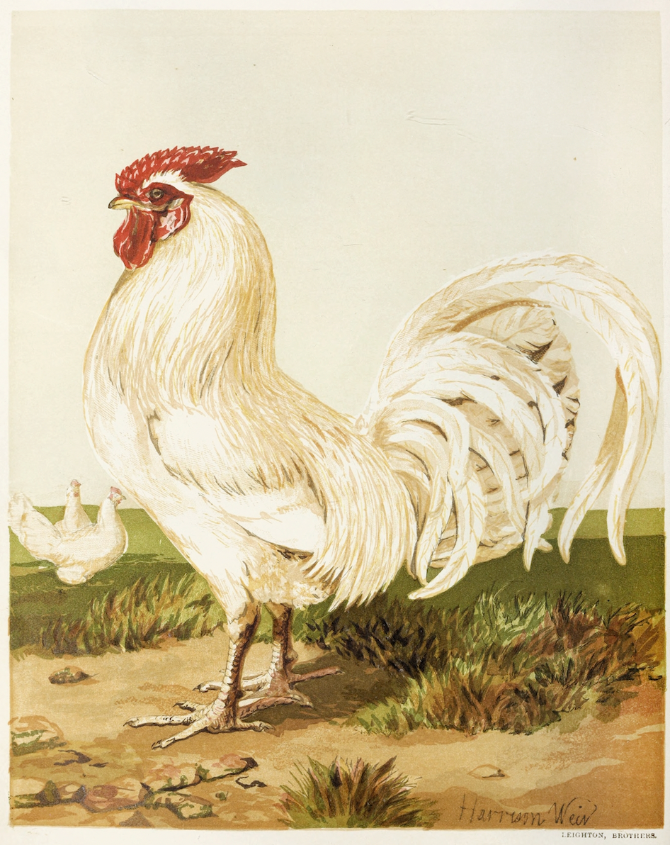 Sea to Skye - Wholesale Art Print - English White Dorking Art Print1