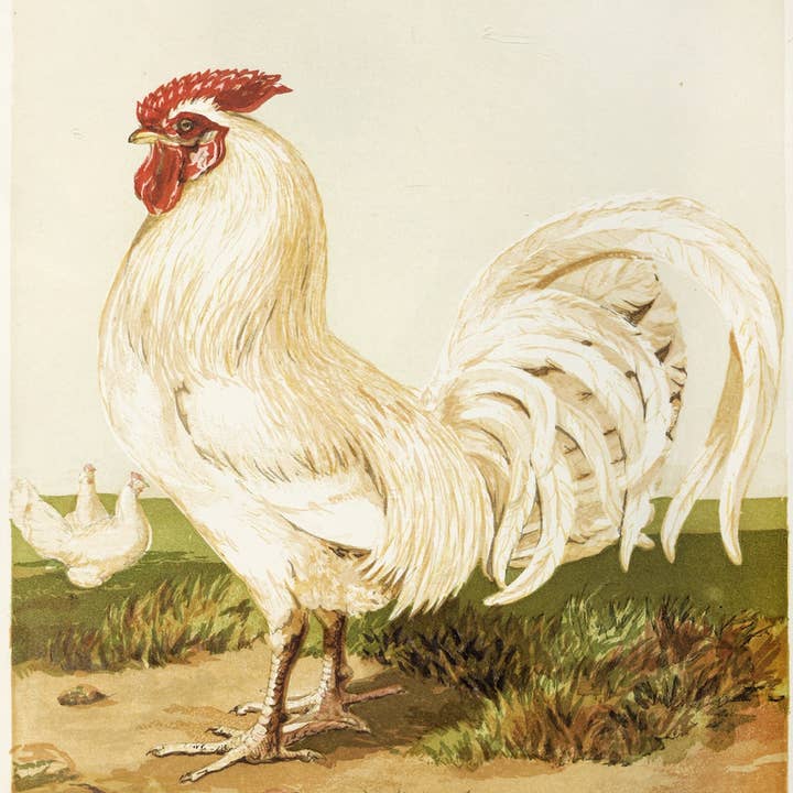 Sea to Skye - Wholesale Art Print - English White Dorking Art Print1