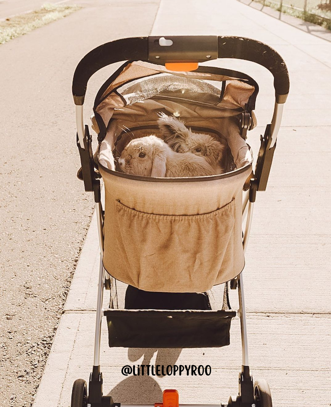 Petique - Wholesale Pet Carrier - Cat/Dog - Newport Pet Stroller (3-in-1 Travel System)13