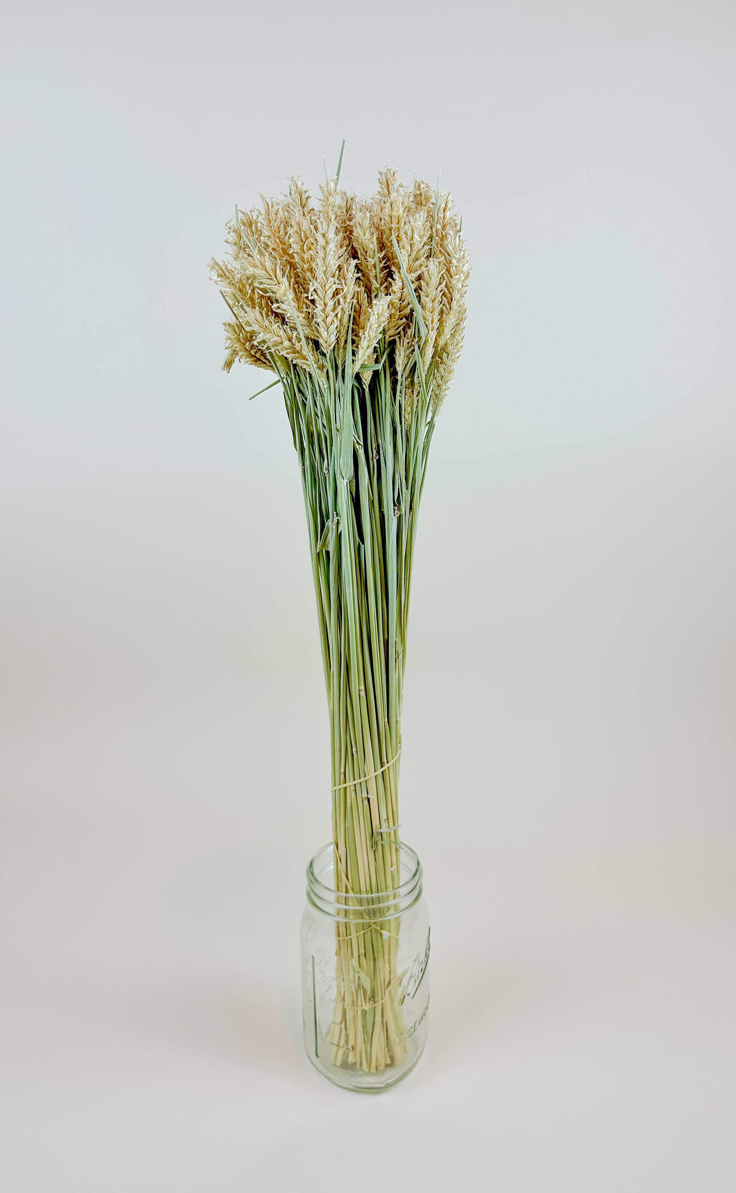 Lovejoy Farms Premium Dried Flowers - Wholesale Dried/Pressed Flowers - Barley - Hooked Awns Naturally Dried Green & Tan Stems2