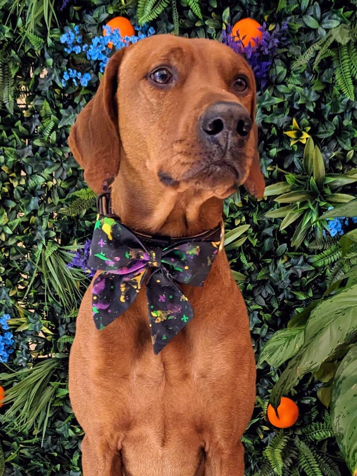 Mardi Gras Abstrakt Sailor Bow för wholesale av Koa's Ruff Life