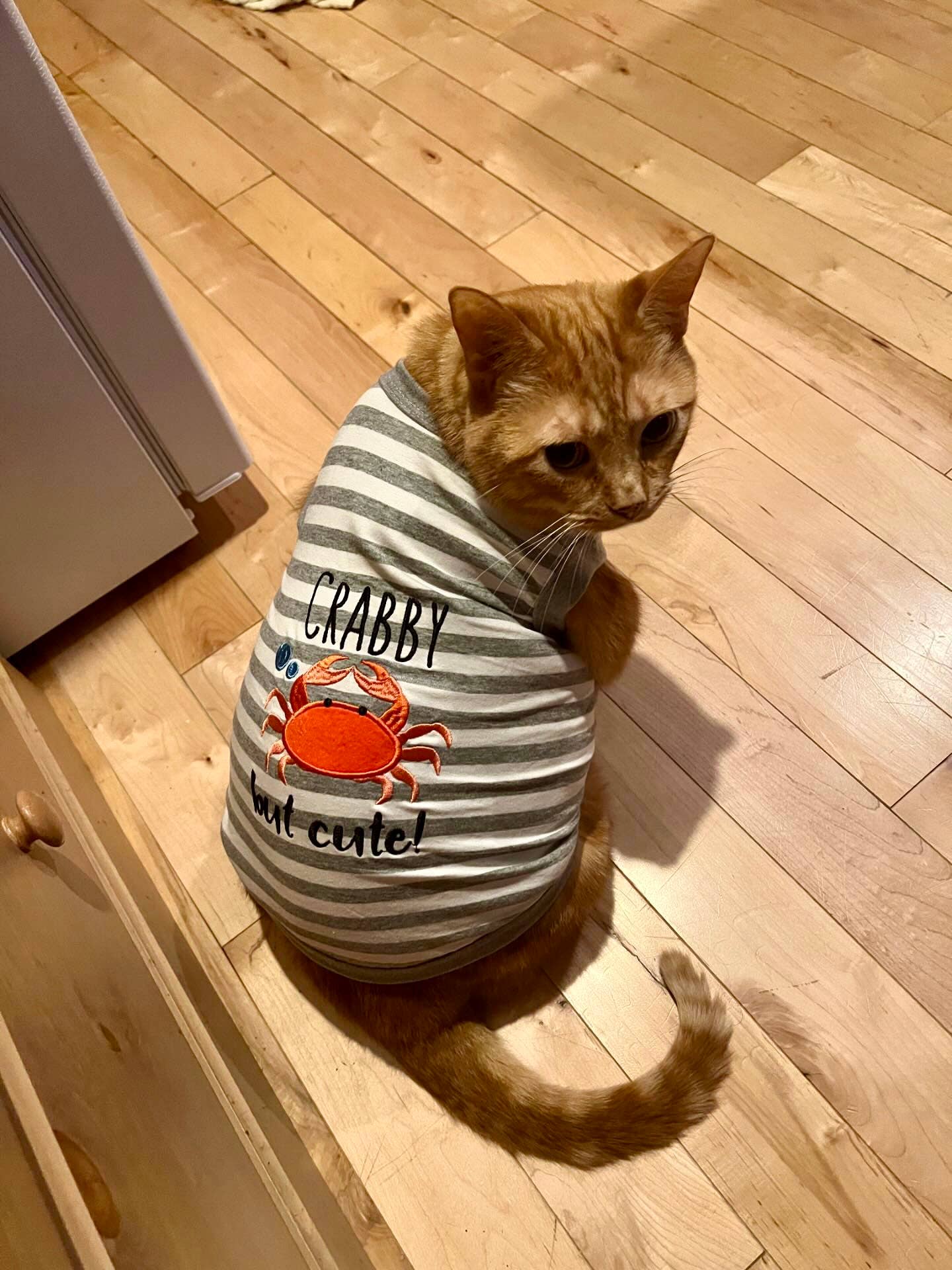 Parisian Pet® - Wholesale Pet Shirt - Dog - Crabby But Cute Tee – Funny & Adorable Dog T-Shirt for Pets6