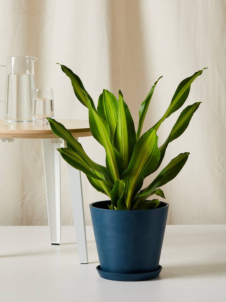 Dracaena Golden Heart for wholesale by Bloomscape