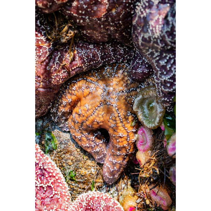Tirage photographique « Nucleus » • Sea Star, côte de l'Oregon, plage pour la vente par Andrea Morris Art