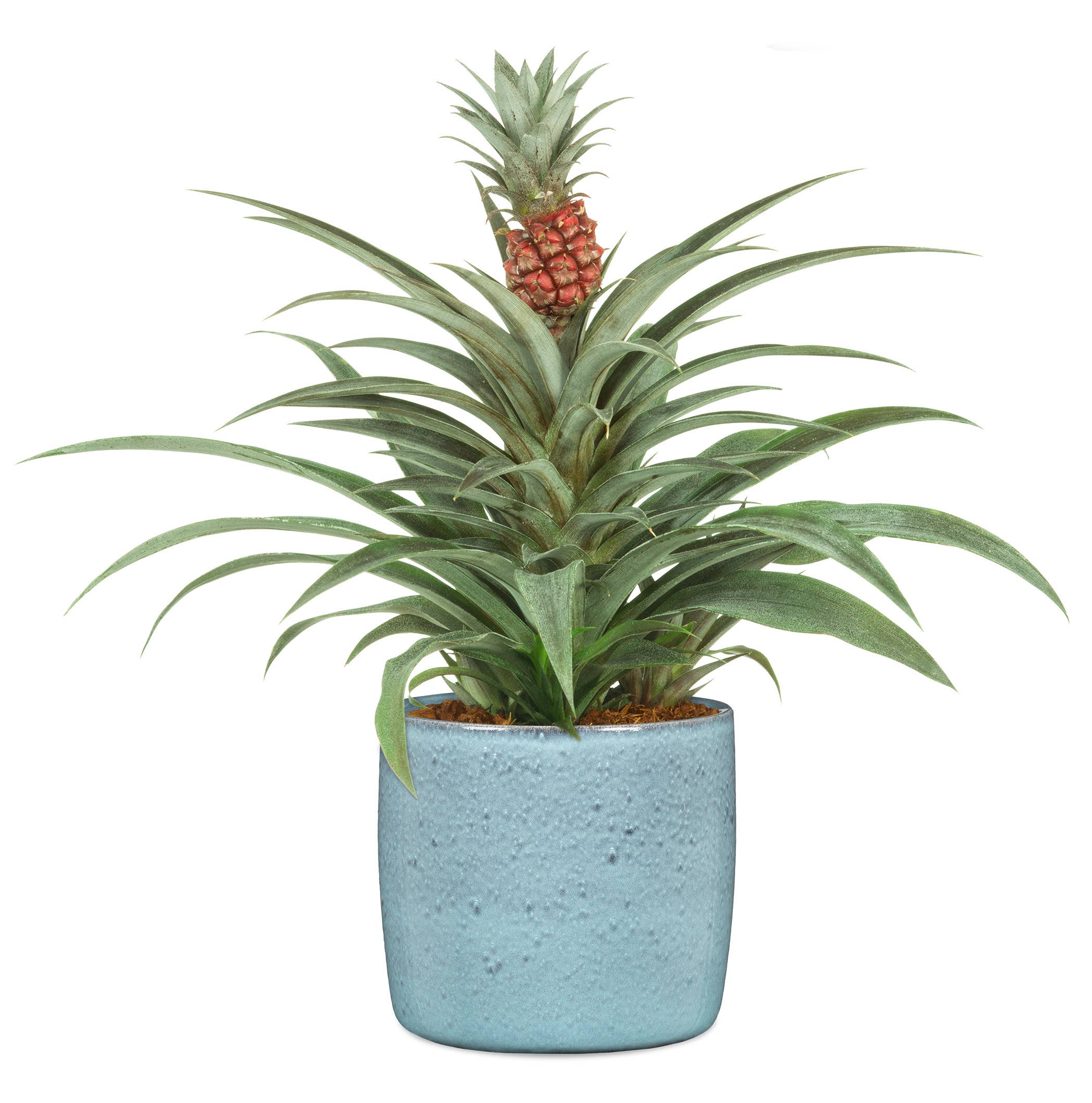 Scheurich - Wholesale Plant Pot - Set of 2 Solido 900 ceramic planters5