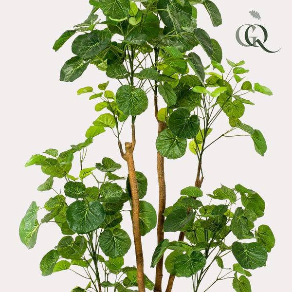 Oasis of Life - Wholesale Artificial Plant - Artificial Plant Polyscias – Aralia – 160cm – High-quality artificial indoor tree with many lifelike leaves – Evergreen decorative plant for living room, office & interiors – Maintenance-free & durable2