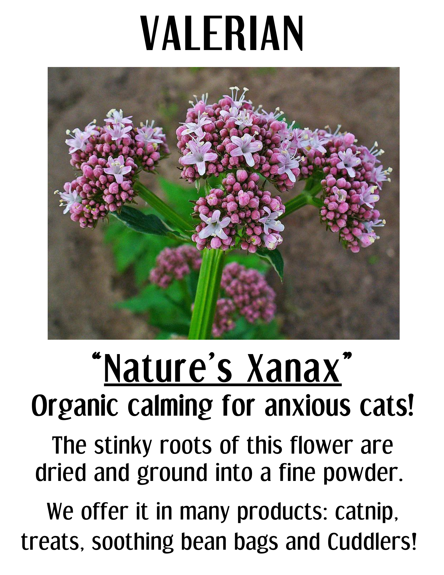 SHADY CAT SOCIAL CLUB - Vente Jouet – chat - Calmant Valériane Câlineur | Jouet Apaisant pour Chat | Nouveau à Imprimer !3