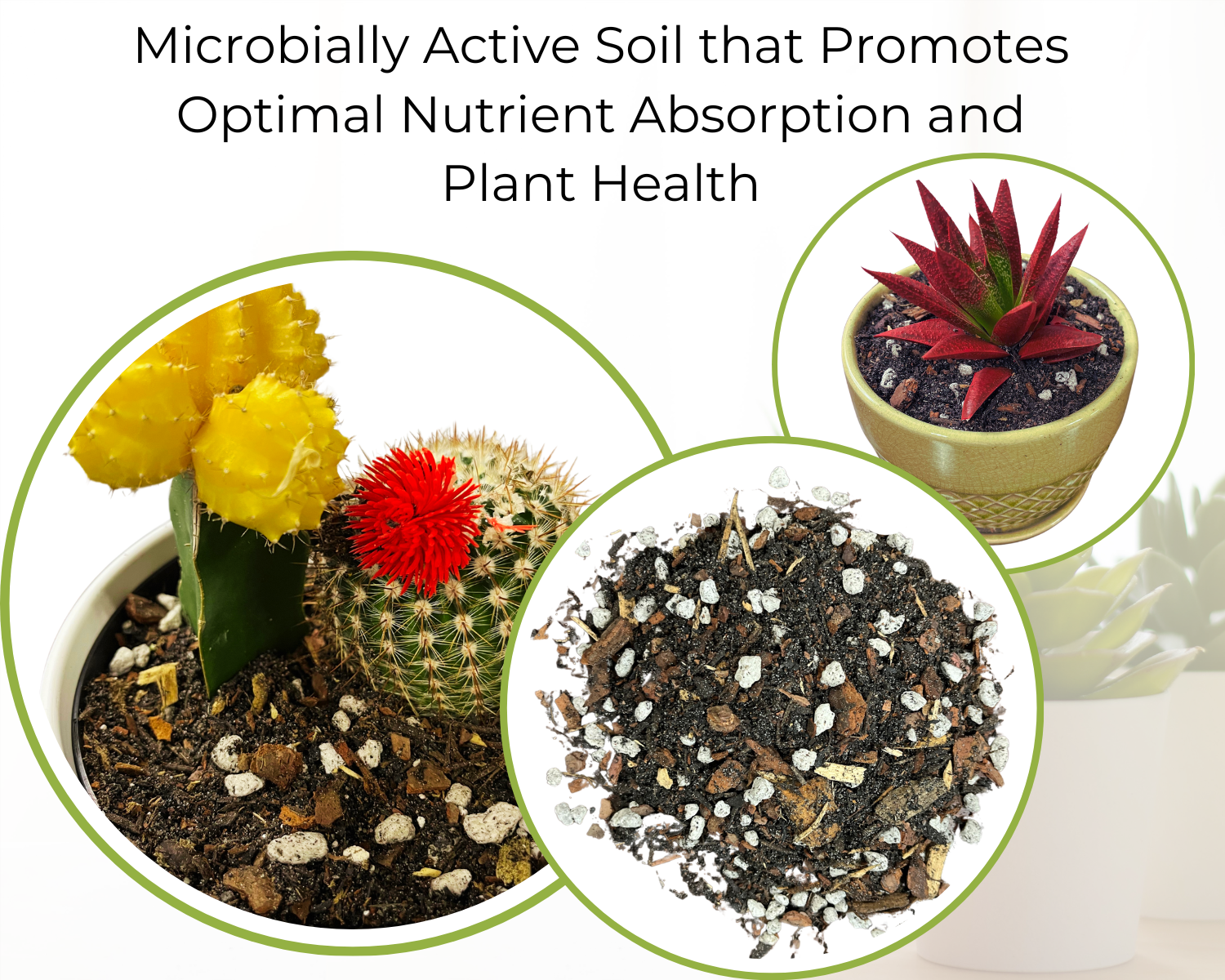 Happy Bunny Farms - Wholesale Planting/Potting Soil - Desert Bloom, Premium Potting Soil for Succulents and Cacti.1