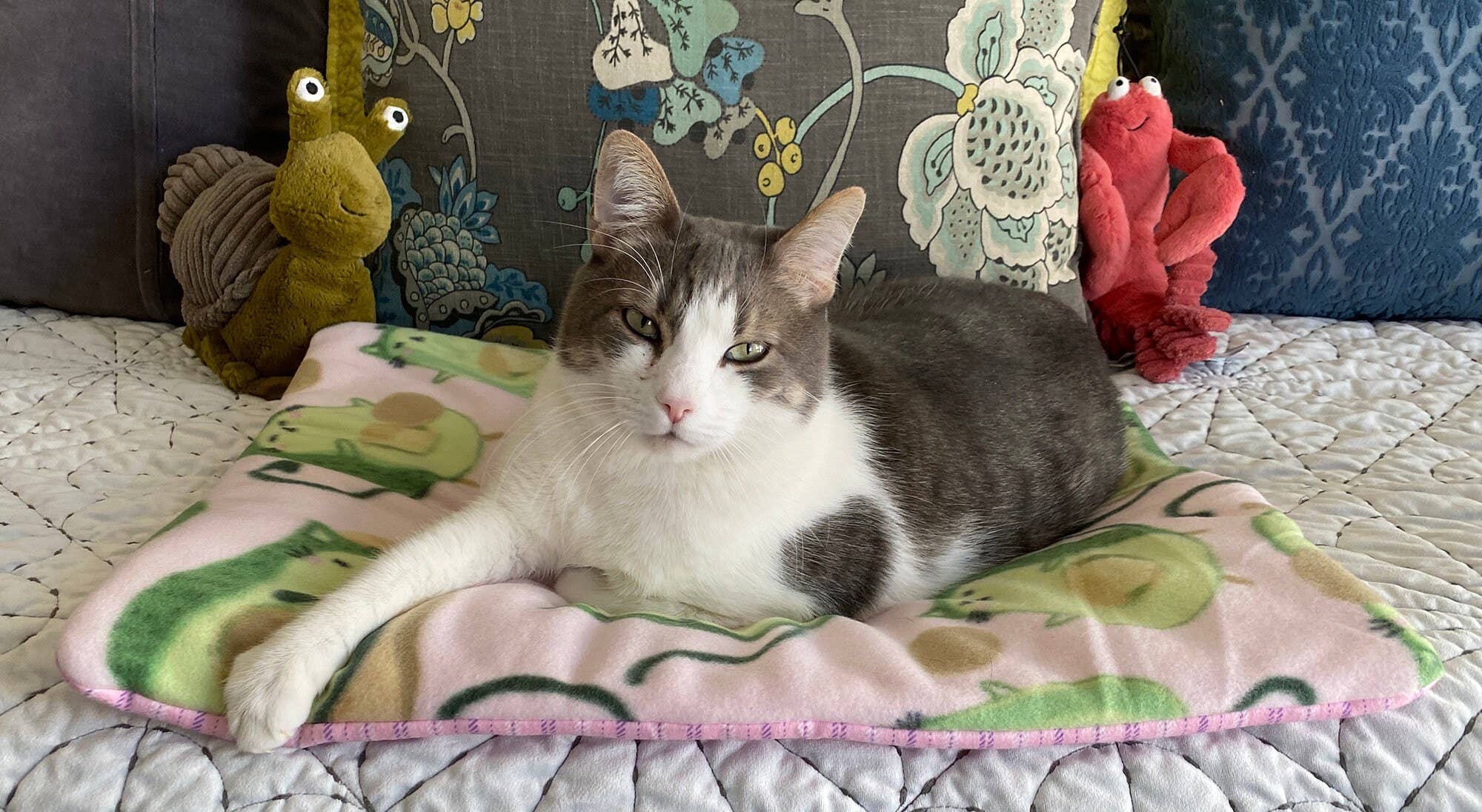 Screaming Pickles – cama - Gato e cão por atacado – Cama artesanal para bichos/tapete Abacado Cats Print4