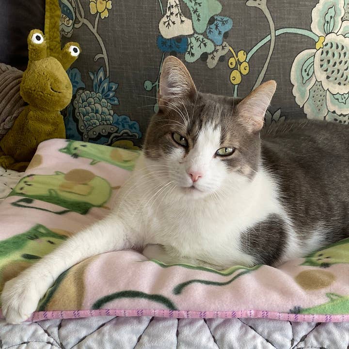 Screaming Pickles - Wholesale Pet Bed - Cat/Dog - Handmade Pet Bed/Mat Avocado Cats Print4