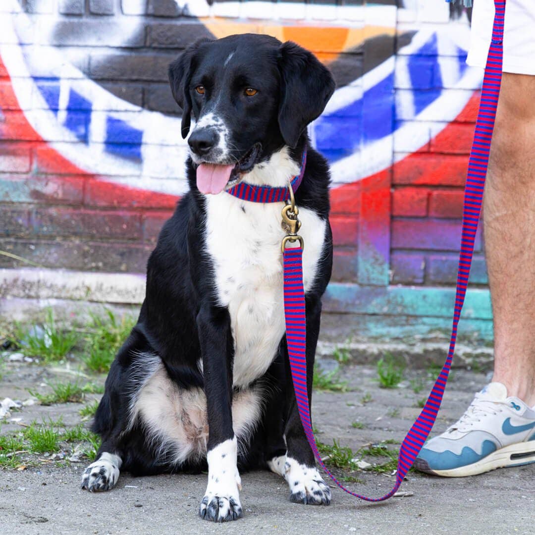 Dog with a Mission - Wholesale Pet Collar - Dog - Mr Clooney Dog Collar7