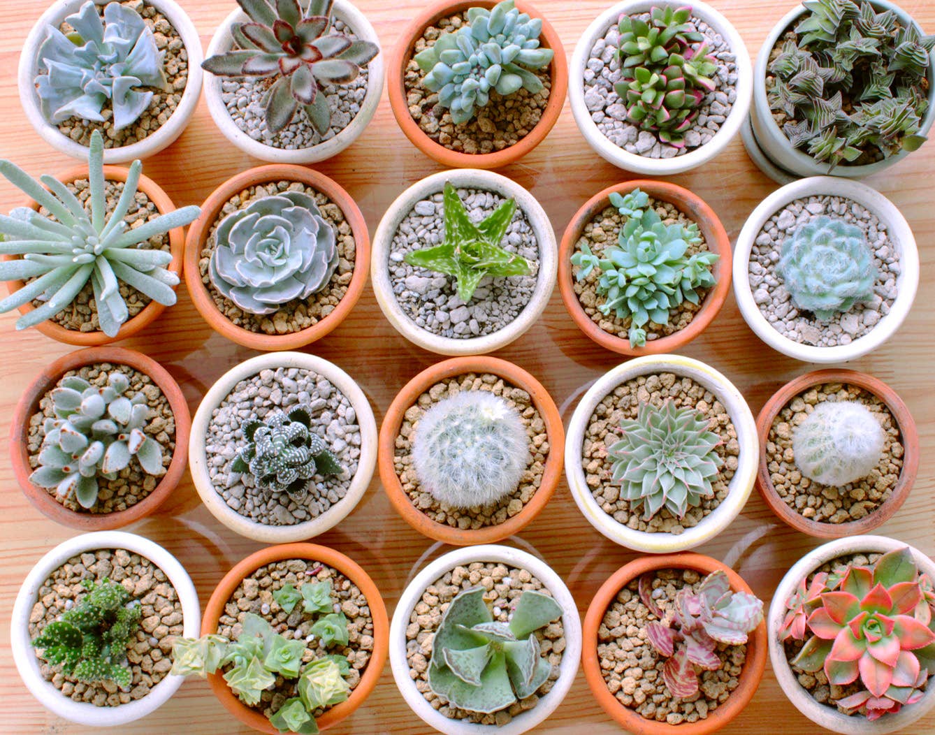 Best Plant Friend - Wholesale Succulent - Assorted Succulent Tray - 64 Live Bulk Succulents - 2in Pot7