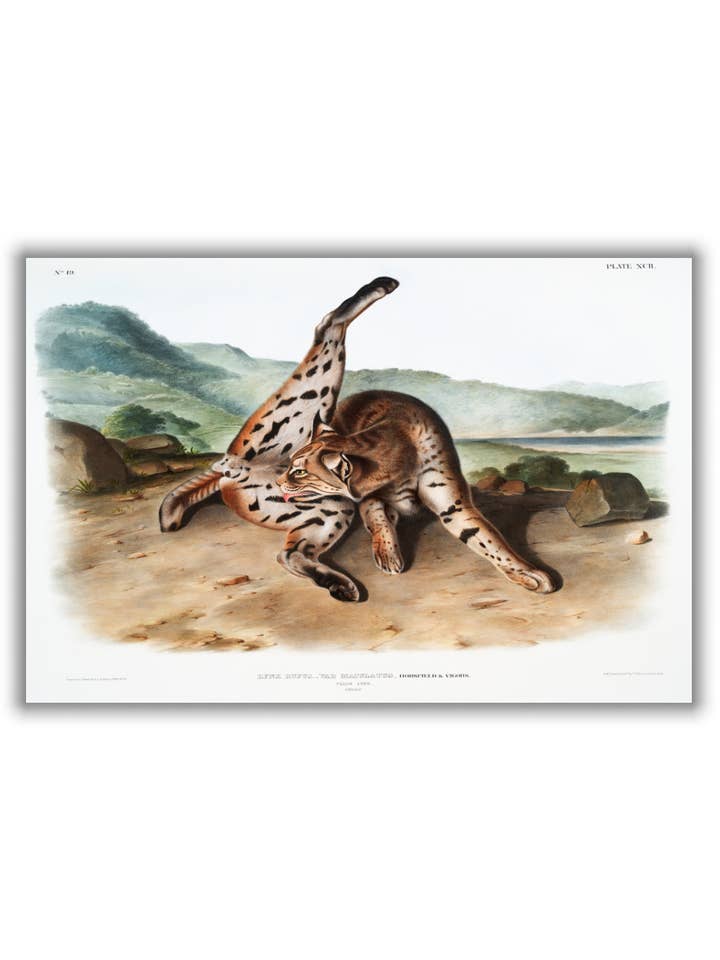 Texan Lynx - av John Audubon för wholesale av Stanley Print House