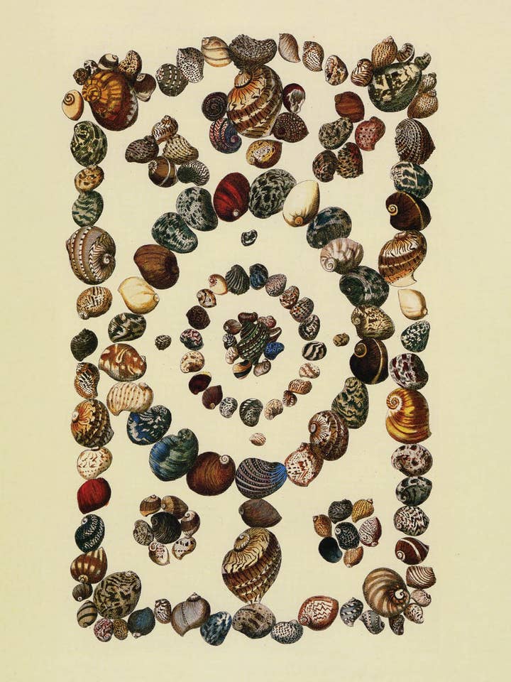 Postkarte Neritenschnecken und Mondschnecken (153444) für den Großhandel von The Knowledge of Things by Catch Publishing