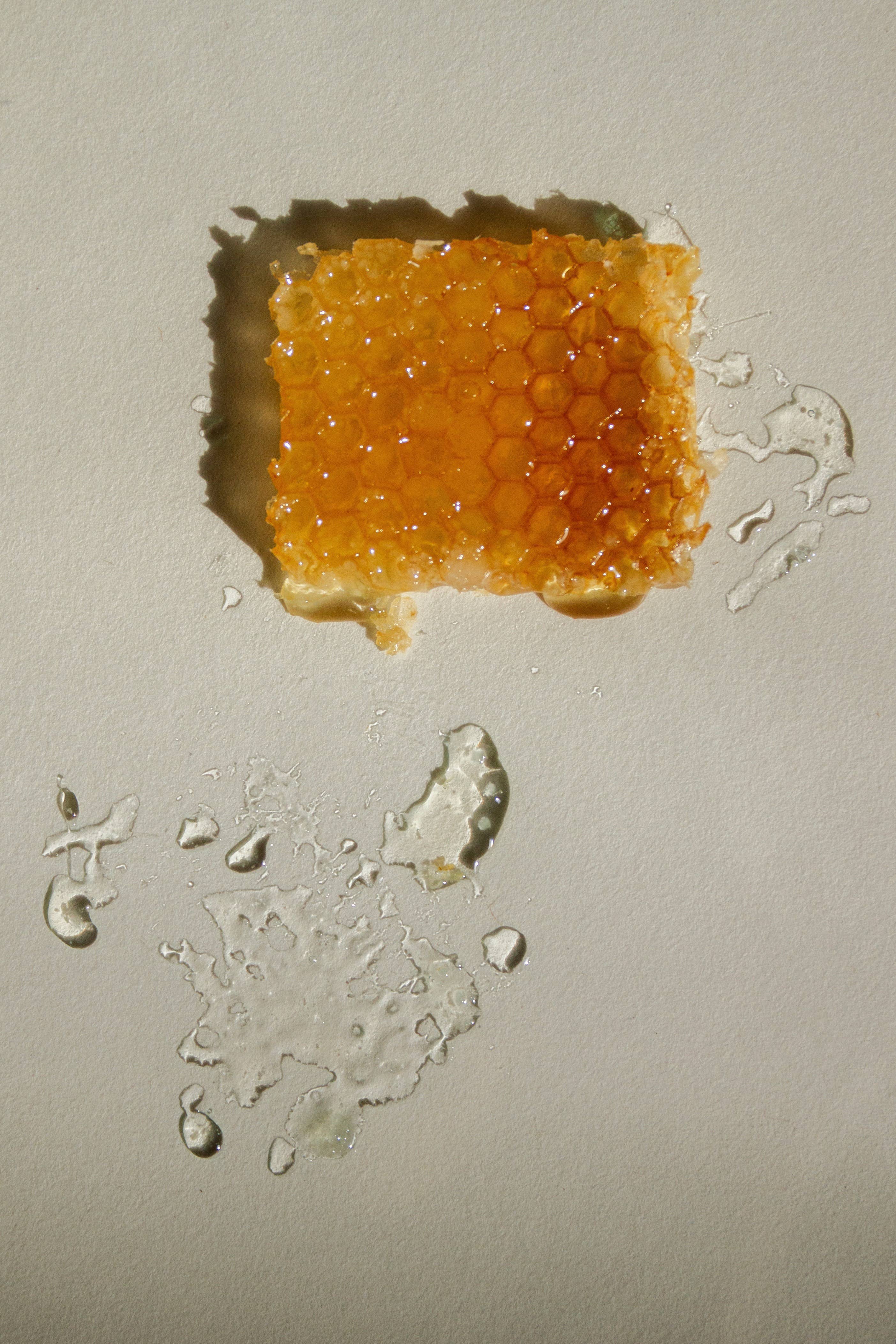 SUMMER SOLACE- Regenerative Tallow Beauty - Wholesale Lip Balm - Cardamom & Blood Orange – Citrus Tallow Lip Balm, .15 oz4