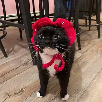 Glitter Ghost Clothing and Accessories – Engroshandel Hundehat - Hund – Hæklet Jordbærhue - Kattehjelm - Pet Hat11