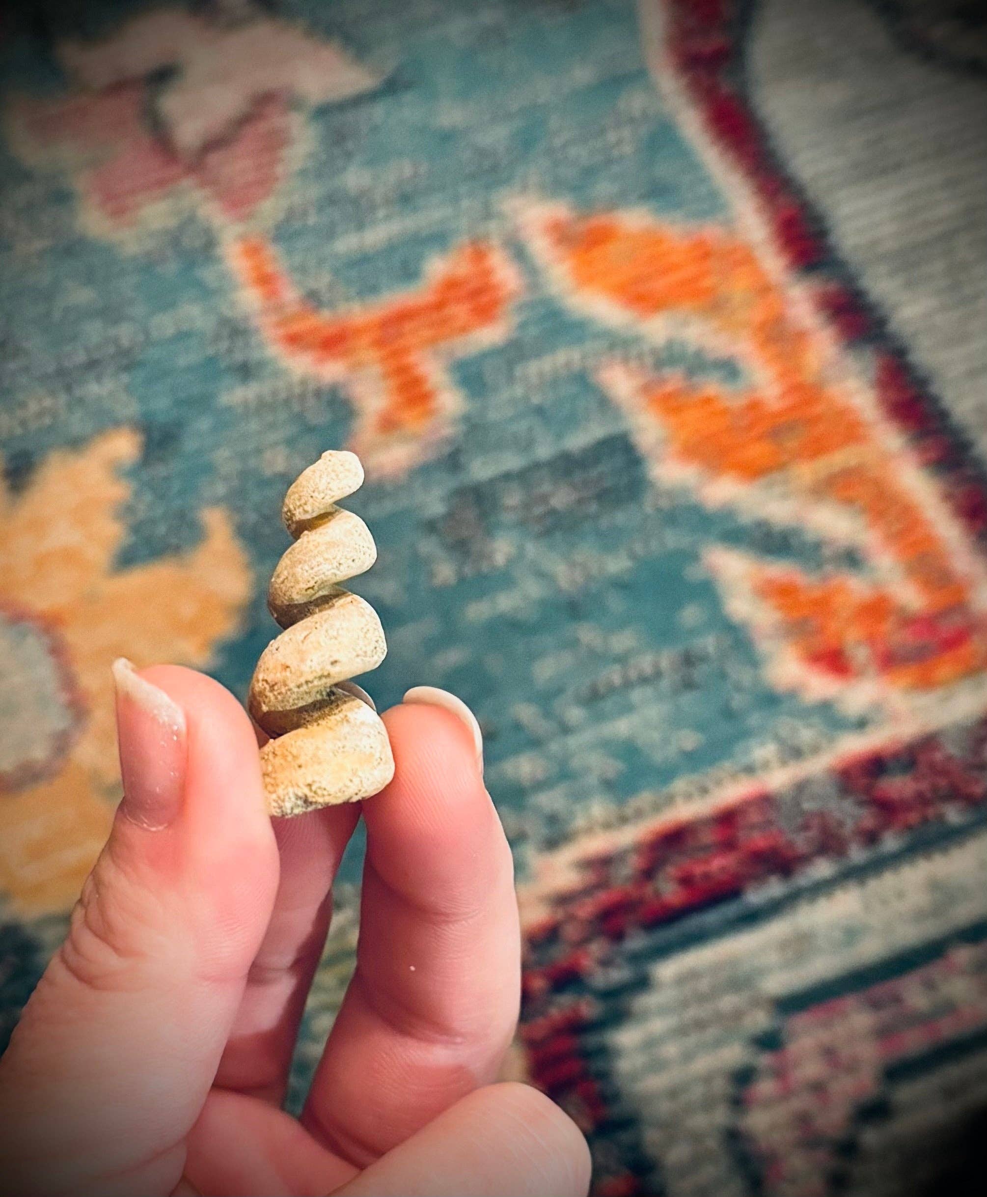 Mandala Gems - Wholesale Spiritual Stone/Crystal - Turritella Shell Fossils, Gastropod Fossil from the Potomac River, Maryland2