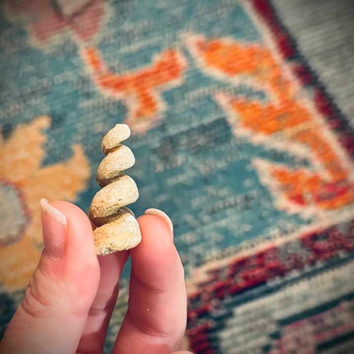 Mandala Gems - Wholesale Spiritual Stone/Crystal - Turritella Shell Fossils, Gastropod Fossil from the Potomac River, Maryland2