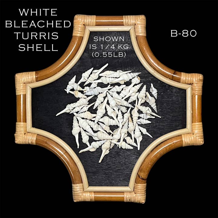 Spice Islands Coastal - Wholesale DIY Craft Kit - White Turris Shells - B801