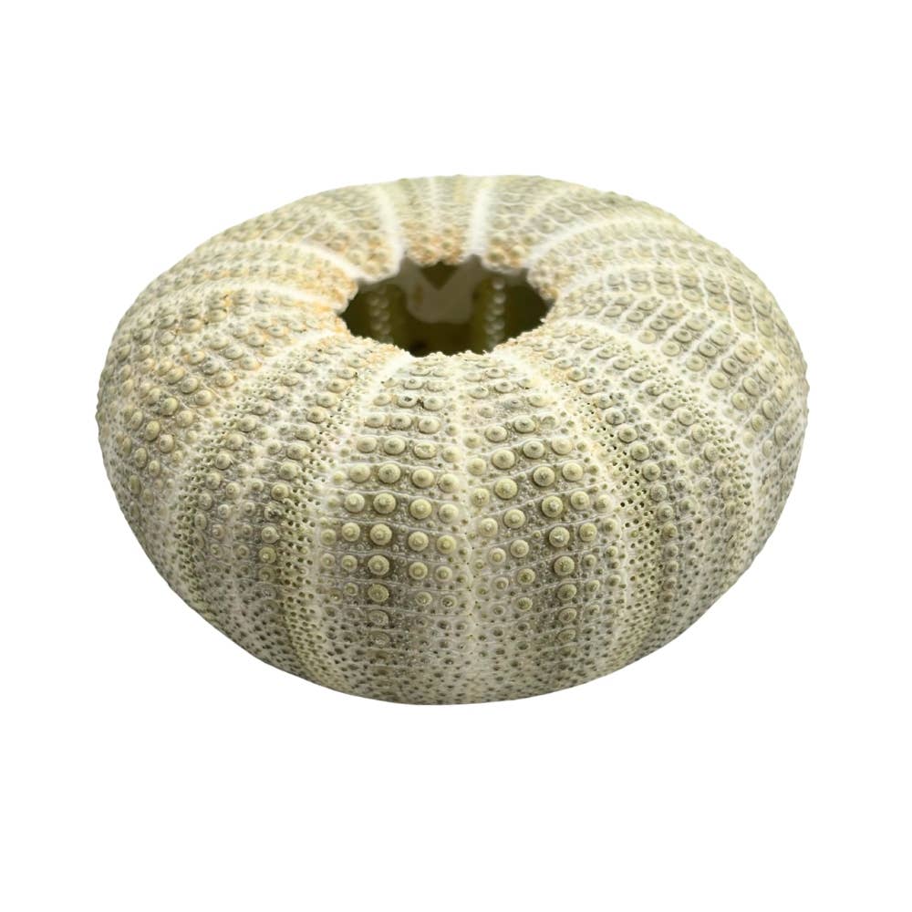 Earths Elements Wholesale - Wholesale Decorative Tabletop Object - Green Urchin1